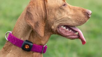pet tracking collar device